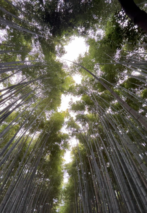 Barista preparing coffee